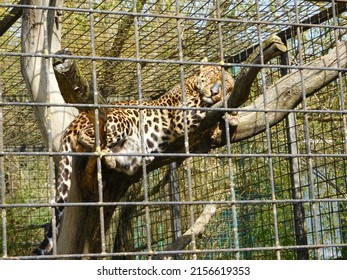  leopard (Panthera pardus) is one of the five extant species in the genus Panthera, a member of the cat family, Felidae sub-Saharan Africa, in some parts of Western and Central Asia, Southern Russia, 