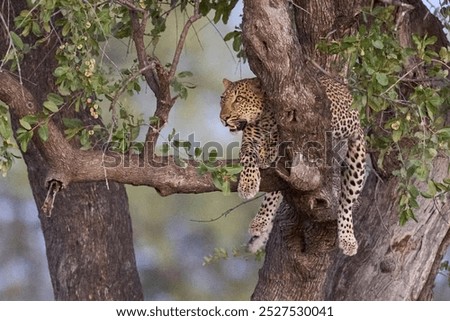 Leopard (Panthera pardus) resting in a tree in South Luangwa National Park, Zambia