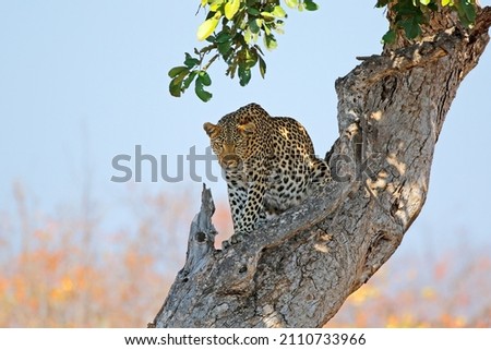 A leopard (Panthera pardus) sitting in a tree, Kruger National park, South Africa