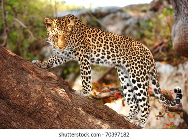 Leopard (Panthera pardus) standing alert on the tree in nature reserve in Botswana