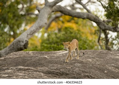 Leopard (Panthera Pardus) - Tip Toe