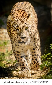 Leopard - Panthera Pardus Walking Toward The Camera. Big Cat Is Walking On A Path In Nature Or In A ZOO With Yellow Eyes.