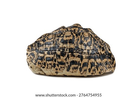 a leopard pardalis turtle shell on isolated background, Empty turtle shell on white background