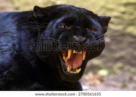 Leopard (Parthera pardus), black leopard with bared teeth, threatening to attack. Typical behavior of a cornered beast. Black panther portrait.