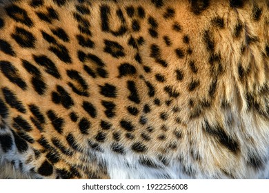 Leopard Pattern Design. Real Fur Skin Texture. Animal Print Pattern Tile Background