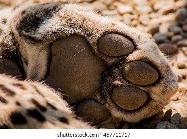 Leopard Paw