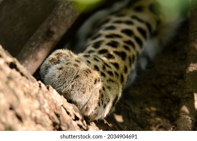 Leopard Paw In Tree, Fluffy Leopard Foot