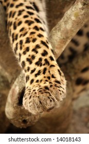 Leopard Paw In A Tree In The Sabi Sands Reserve