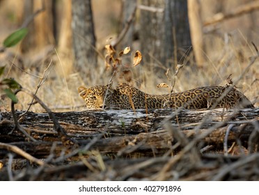 Leopard In Pench National Park