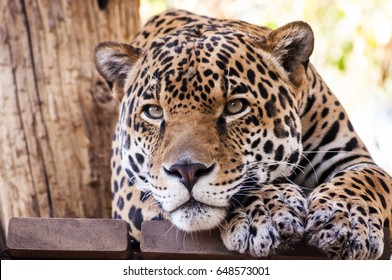 A Leopard At Phoenix Zoo Arizona. 