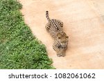 leopard photographed from an elevated position, is lying on the ground in an attentive position