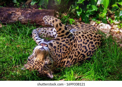 Leopard playing in the grass