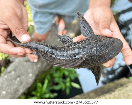 Leopard Pleco Fish with Unique Pattern Texture Close-up