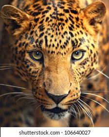 Leopard portrait - Shutterstock ID 106640027