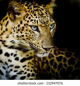 Leopard Portrait