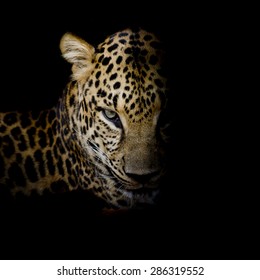 Leopard Portrait Isolate On Black Background