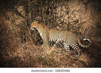 Leopard Portrait, Luangwa National Park Zambia