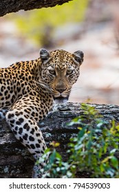 Leopard portrait -lying on tree branch