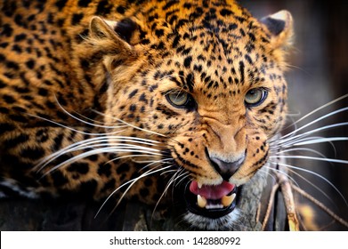Leopard portrait on dark background