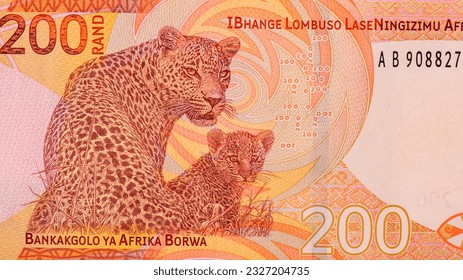 Leopard, Portrait from South Africa 200 Rand 2023 Banknotes. 