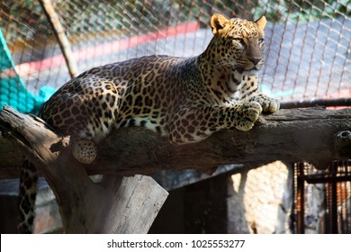 Leopard posing in cage.