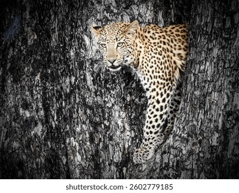Leopard posing in tree in Okavango
