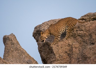 A Leopard Prepares To Jump In The Granite Hills Of Bera In Rajasthan, India