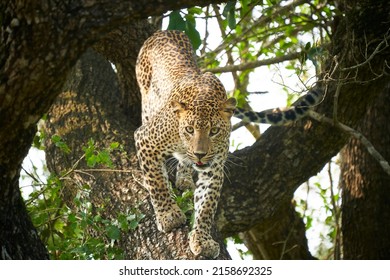                       Leopard Prepares To Jump, Sri Lanka          