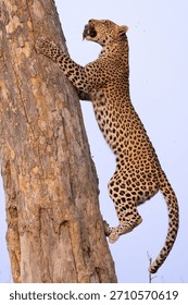 leopard with prey climbs up a tree