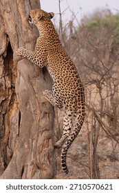 leopard with prey climbs up a tree