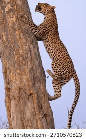 leopard with prey climbs up a tree