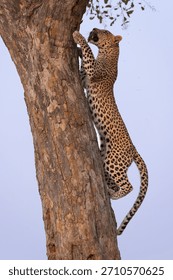 leopard with prey climbs up a tree