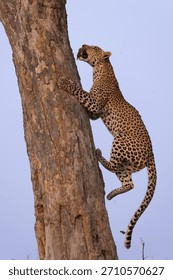 leopard with prey climbs up a tree