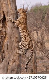 leopard with prey climbs up a tree