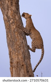 leopard with prey climbs up a tree