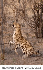 leopard with prey climbs up a tree