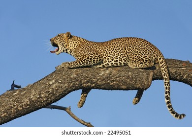 leopard relaxing