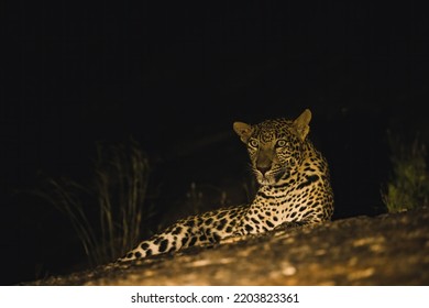 Leopard Resting By The Rock - Night Photography