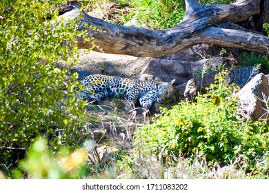 A leopard resting and lying on the ground beside several dead tree trunks.