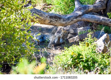 A leopard resting and lying on the ground beside several dead tree trunks.