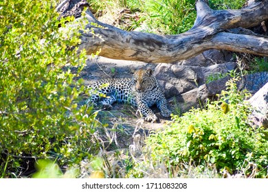 A leopard resting and lying on the ground beside several dead tree trunks.