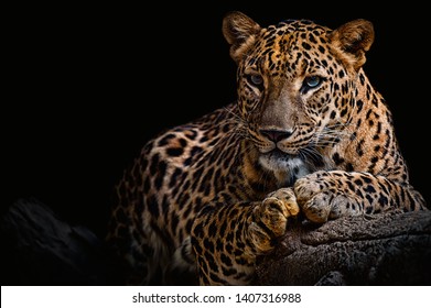 Leopard resting on a log against a black background - Powered by Shutterstock