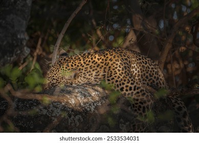 A leopard resting on a tree branch in a dense forest, showcasing its distinctive spotted coat. - Powered by Shutterstock