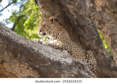 Leopard resting on a tree branch - Powered by Shutterstock