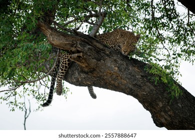 Leopard resting on a tree branch, its sleek body and spotted coat blending with the surrounding foliage, exuding grace and watchfulness in a natural setting. - Powered by Shutterstock