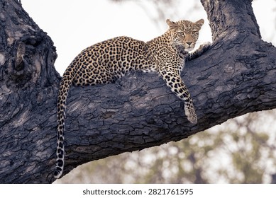 Leopard resting on a tree branch in a horizontal composition with direct eye contact, Kruger National Park, South Africa