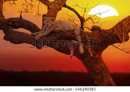 leopard resting on tree at sunset, Kruger National Park, South Africa