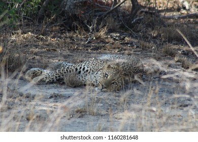 Leopard resting in shade - Shutterstock ID 1160281648