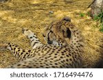 leopard resting in the shadow of an aviary