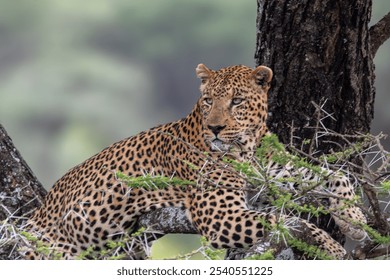 The Leopard resting as the sun gets higher in the sky.  Resting in the shad after a night of hunting